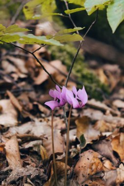 Bir bahçede yakalanan lavanta siklamen persicum çiçeklerinin dikey yakın çekimi
