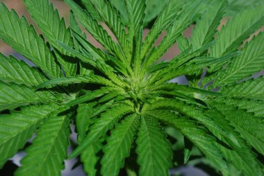 Sığ bir yeşil kenevir odağı Hoja bahçesinde desenli yapraklar bırakır