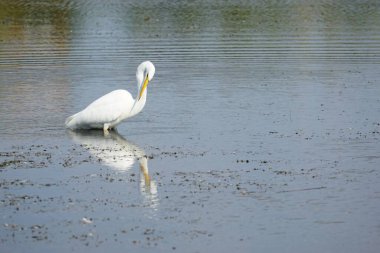 Nehirde bir Doğu Akbalıkçıl (Ardea alba modesta)