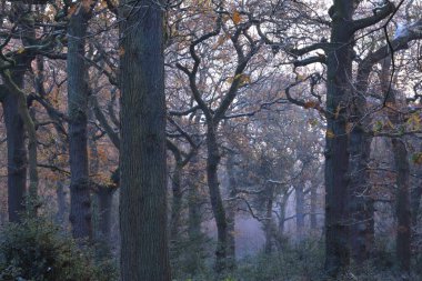 Sutton Park, Birmingham, İngiltere 'de ağaçların ve yapraksız dalların manzaralı bir görüntüsü.