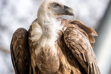 Avrasya Griffon akbabasının seçici odak noktası (Gyps fulvus)