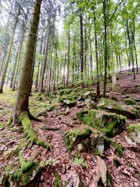 Ormanda yetişen yeşil ot ve yosunların dikey görüntüsü.