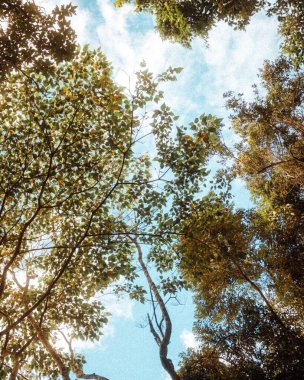 Brezilya, Rio de Janeiro 'da tropikal bir ormanda çekilen ağaçların alçak açısı