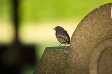 Bulanık yeşil ağacın arka planındaki duvara tünemiş siyah bir kızıl kuş.
