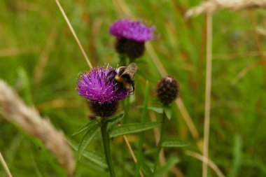 Mor devedikeni çiçeklerine yakın çekim