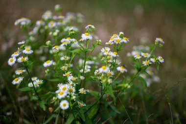 Öküz gözü papatyalarının yakın çekimi (Leucanthemum vulgare)