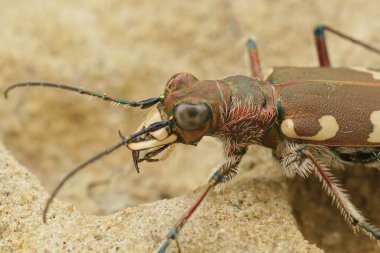 Detailed closeup on the Northern dune tiger beetle, Cicindela hybrida sitting on sandy soil clipart