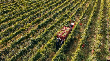 Çiftçilerin tarlalardaki ekinleri biçerken çekilen drone görüntüsü.