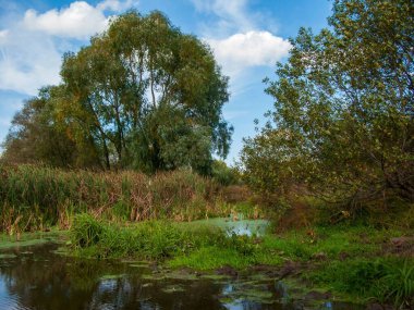 Bitkilerle çevrili güzel bir göl görüntüsü.