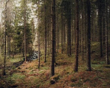 Yoğun bitki örtüsüyle ormanın güzel manzarası.