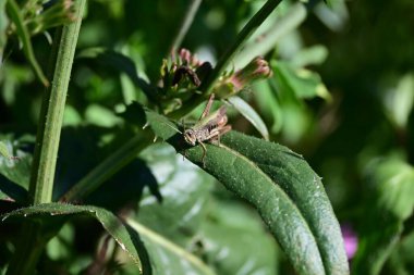 Yeşil yapraklı bir çekirgenin yakın plan çekimi.