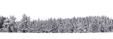 Kışın karla kaplı köknar ağaçlarının panoramik çekimi.