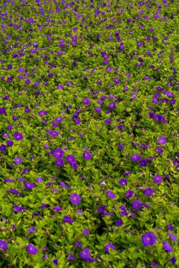 Petunya ampelous bahçesinin dikey görüntüsü.