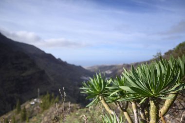 Yeşil Euphorbia atropurpurea bitkisi bir dağ sırasının arka planında