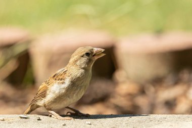 Bulanık bir arkaplanı olan güneş ışığının altındaki bir tarlada sıradan bir serçeye yakın çekim