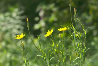 Bahçede öğlenleri Jack 'in yatağına girdiği (Tragopogon pratensis) yakın çekim.