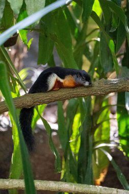 Doğulu bir ağaç sincabının daldaki dikey görüntüsü.