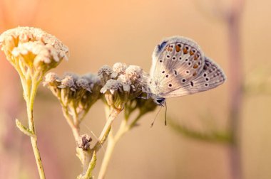 Bir bitkinin üzerindeki Polyommatus tersitelerinin seçici odak noktası.