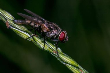 Bir sineğin (Musca domestica) bulanık arka planda bir bitkinin gövdesine yakın plan görüntüsü