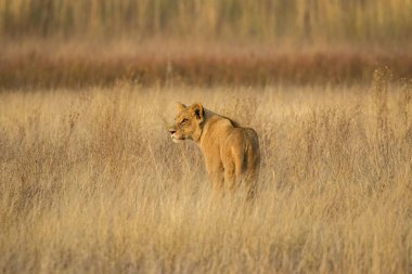 Kudretli Aslan avlanmaya hazır dişi aslanları izliyor.