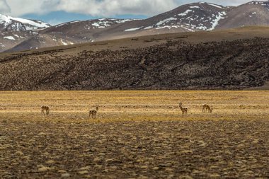 Tibet antilopları Zhada County 'nin büyük bir manzarasında ve arkaplanda karla kaplı bir arka planda.