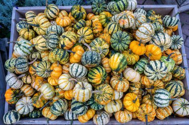 Açık hava pazarında bir grup farklı balkabağı