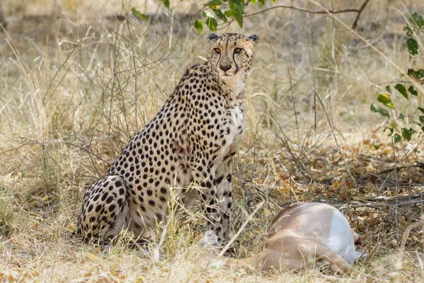 Gepard Równinach Parku Narodowego Serengeti — Zdjęcie stockowe