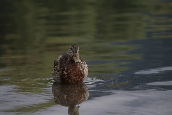 View Cute Duck Swimming Reflective Lake — Stock Photo, Image