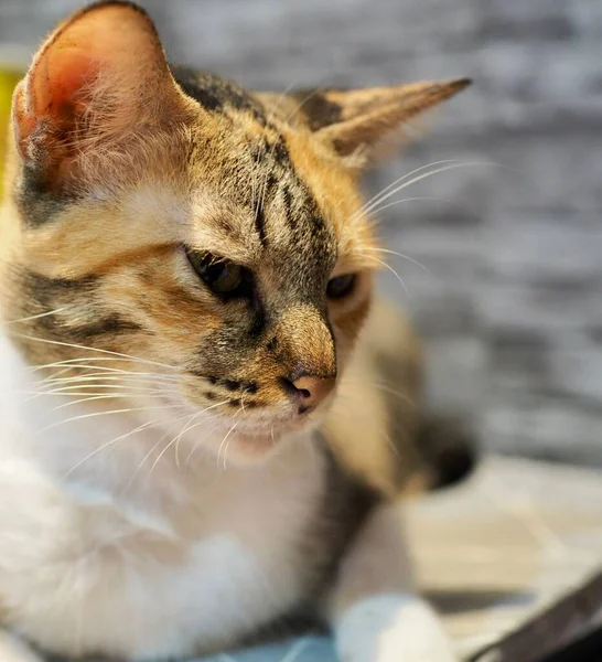 가정졸린 고양이의 클로즈업 — 스톡 사진