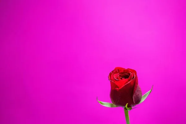 Closeup Red Blooming Rose Pink Background — Stock Photo, Image
