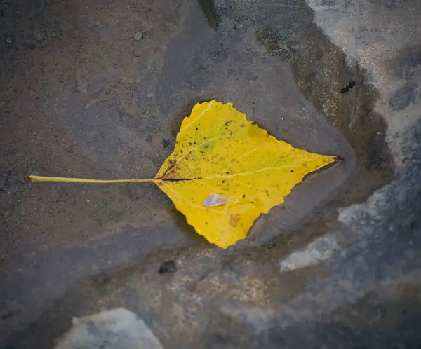 一片黄色的秋叶在水里 — 图库照片