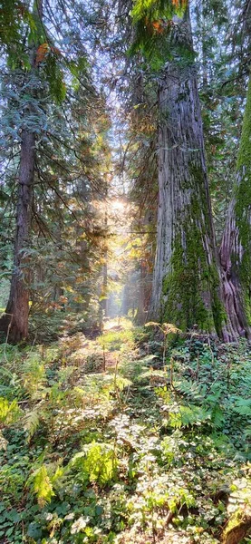 Vue Verticale Panoramique Une Forêt Estivale Troncs Recouverts Mousse Verte — Photo