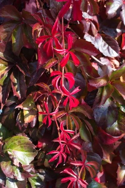 Folhas Vermelhas Outono Cores Outono Ampelopsis Planta Creeper — Fotografia de Stock