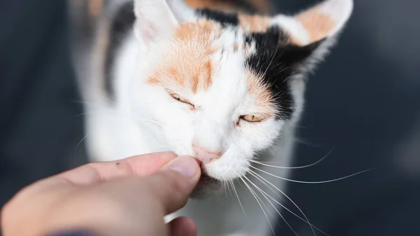 手から食べるかわいいカリコ猫のクローズアップポートレート — ストック写真