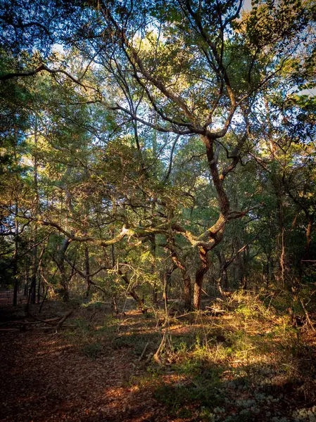 Een Bos Omringd Door Dichte Bomen — Stockfoto