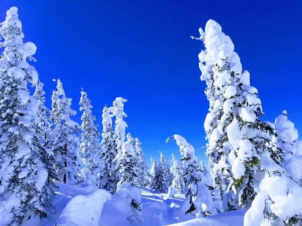 Krásný Výhled Zasněžené Stromy Lese — Stock fotografie