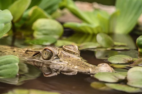 stock image The reflection of water in eyes of the New Guinea crocodile (Crocodylus novaeguineae) in pond full of algae