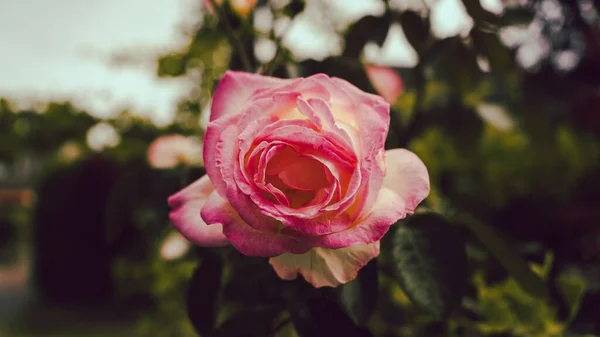 庭には繊細なピンクのバラが咲き 背景には木々があります — ストック写真