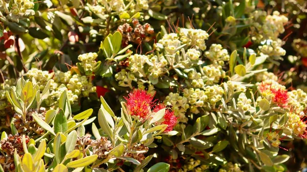 Close View Pohutukawa Tree Flowers Blooming Green Leaves Sunlight — Stock Photo, Image