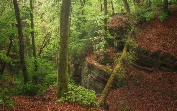 森の中の岩の階段をカスケード美しい苔生した木や植物 — ストック写真