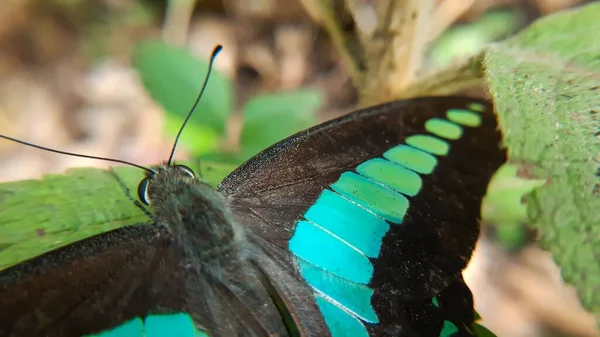 Ένα Κοντινό Πλάνο Μιας Όμορφης Πεταλούδας Papilio Palinurus Θολή Φόντο — Φωτογραφία Αρχείου