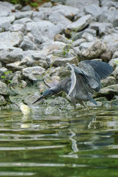 Closeup Shot Striated Heron Butorides Striata Water Catching Fish — Stock Photo, Image