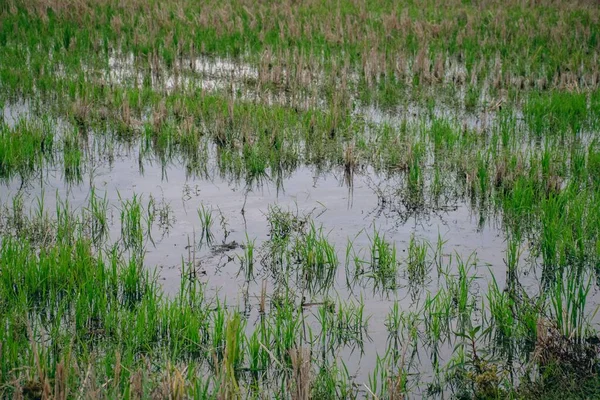 Eine Nahaufnahme Von Sumpf Mit Wachsendem Gras — Stockfoto