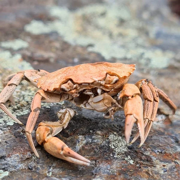 Closeup Crab Orange Shell — Stock Photo, Image