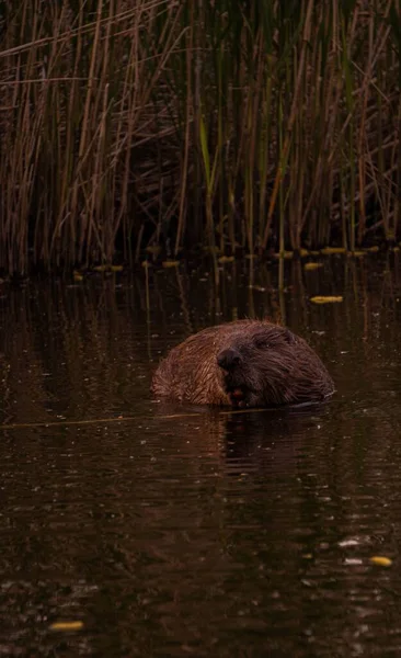 American Beaver Animal Swimming Lake Wild Grass Vertical Shot — Stock Photo, Image