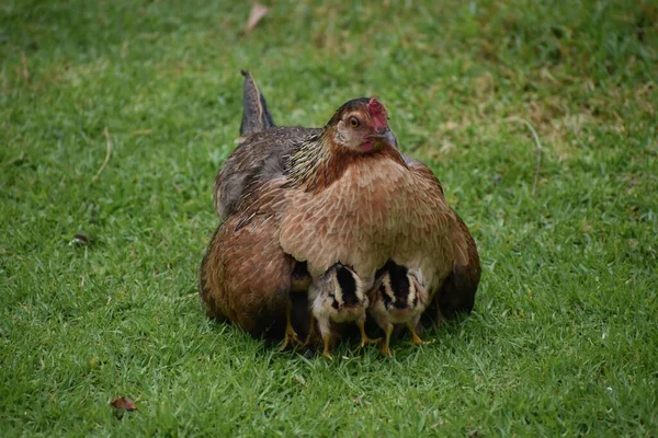 Ένα Κοτόπουλο Μικρά Του Στο Γρασίδι — Φωτογραφία Αρχείου