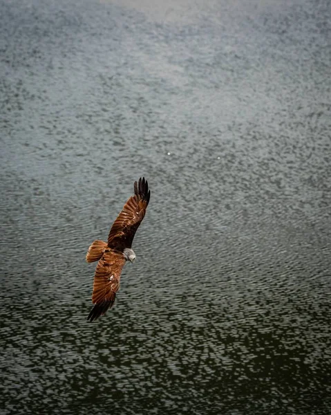Vertical Shot Western Marsh Harrier Flying River Looking Fish — Stock Photo, Image