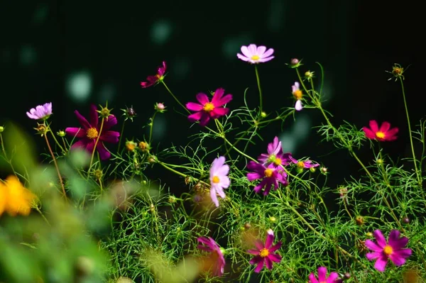 Enfoque Selectivo Coloridas Flores Cosmos —  Fotos de Stock