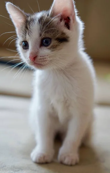 一只可爱的蓝眼睛小猫咪的垂直镜头 — 图库照片