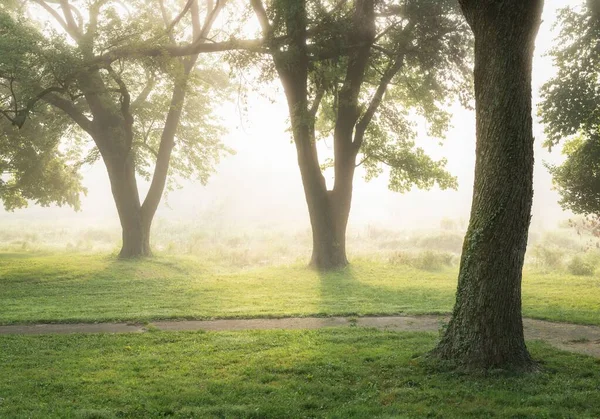 Uma Vista Panorâmica Uma Árvore Verde Champions Park Louisville Kentucky — Fotografia de Stock